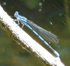 Argia tarascana