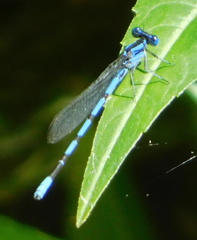 Argia tarascana