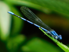 Argia tarascana