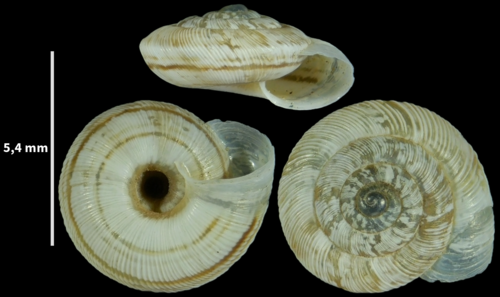 Xerocrassa subrogata