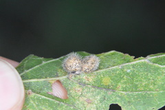 Celticecis pubescens