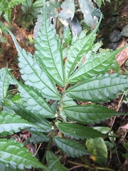Elatostema
