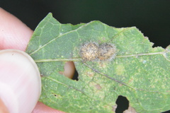 Celticecis pubescens