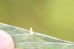 Celticecis aciculata