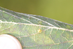 Celticecis aciculata