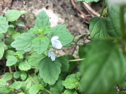 Leucas chinensis iNat (3)