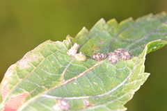 Celticecis capsularis