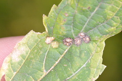 Celticecis capsularis