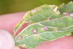 Celticecis capsularis