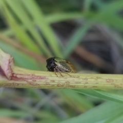 Stictocephala basalis