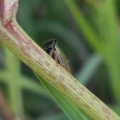 Stictocephala basalis