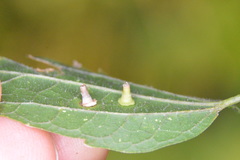 Celticecis aciculata