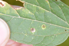 Celticecis aciculata