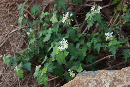 Sparrmannia ricinocarpa, photograph 5