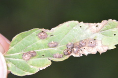 Celticecis capsularis