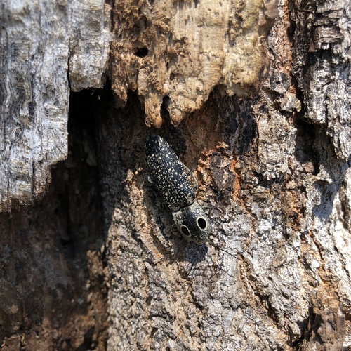 Eastern Eyed Click Beetle