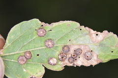 Celticecis capsularis