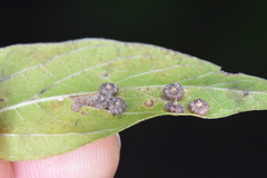 Celticecis capsularis