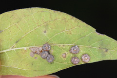 Celticecis capsularis