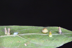 Celticecis aciculata