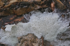 Trechispora mollusca