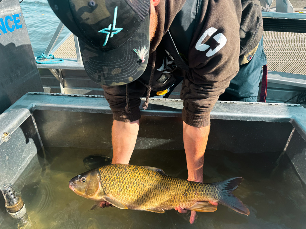 Copper Redhorse
