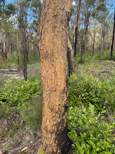 Corymbia bunites observed 2025-04-07