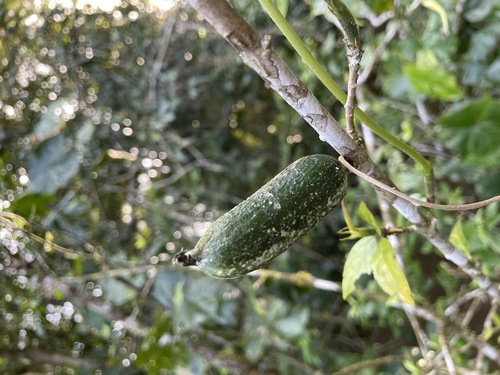 Foto de Chapéu-de-sol