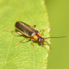 Rhagonycha oriflava