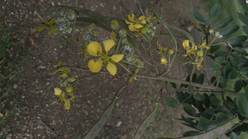 Senna siamea