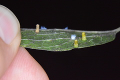 Celticecis aciculata