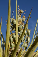 Yucca torreyi