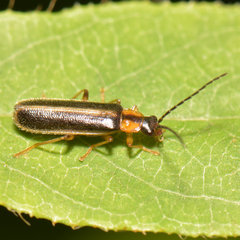 Rhagonycha oriflava