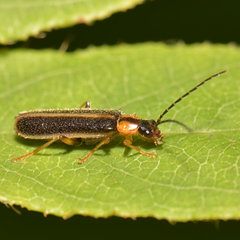 Rhagonycha oriflava