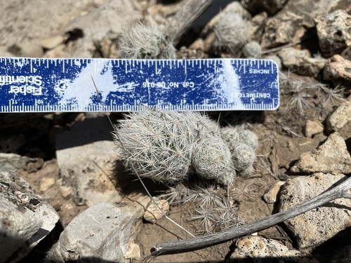 Image of Escobaria sneedii by (c) Martin Purdy, some rights reserved (CC BY)