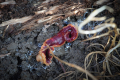 Arthurdendyus testaceus