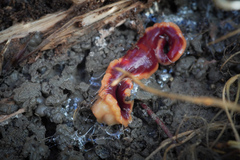 Arthurdendyus testaceus