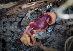 Arthurdendyus testaceus