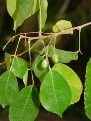Rourea glabra