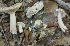 Hypomyces armeniacus