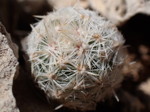 Image of Escobaria sneedii by (c) Martin Purdy, some rights reserved (CC BY)