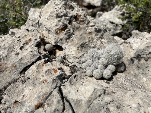 Image of Escobaria sneedii by (c) Martin Purdy, some rights reserved (CC BY)