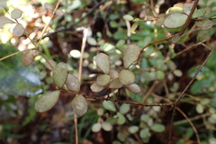 Neomyrtus pedunculata