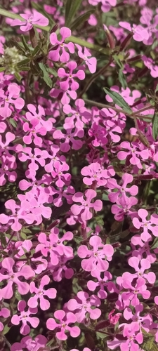 Saponaria calabrica, photograph 2
