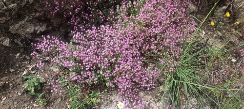 Image of Saponaria calabrica by (c) Gianluca Congi🪶🦆🌲, some rights reserved (CC BY-SA)