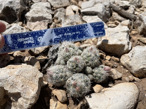 Image of Escobaria sneedii by (c) Martin Purdy, some rights reserved (CC BY)