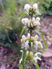 Monarda citriodora austromontana