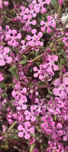 Adriatic Soapwort (Saponaria calabrica)