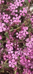 Saponaria calabrica