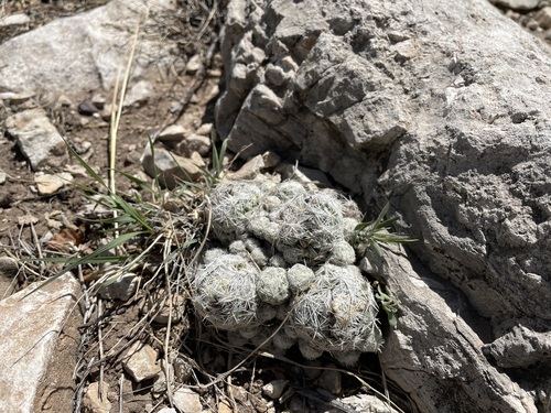 Image of Escobaria sneedii by (c) Martin Purdy, some rights reserved (CC BY)